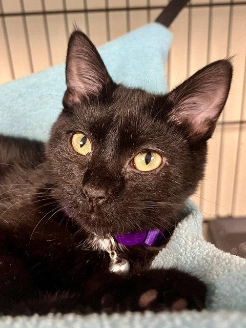 Joanne, a Adoptable Domestic Short Hair in Webster, WI image 2/3
