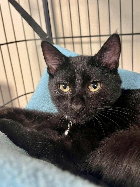 Joanne, a Adoptable Domestic Short Hair in Webster, WI image 3/3