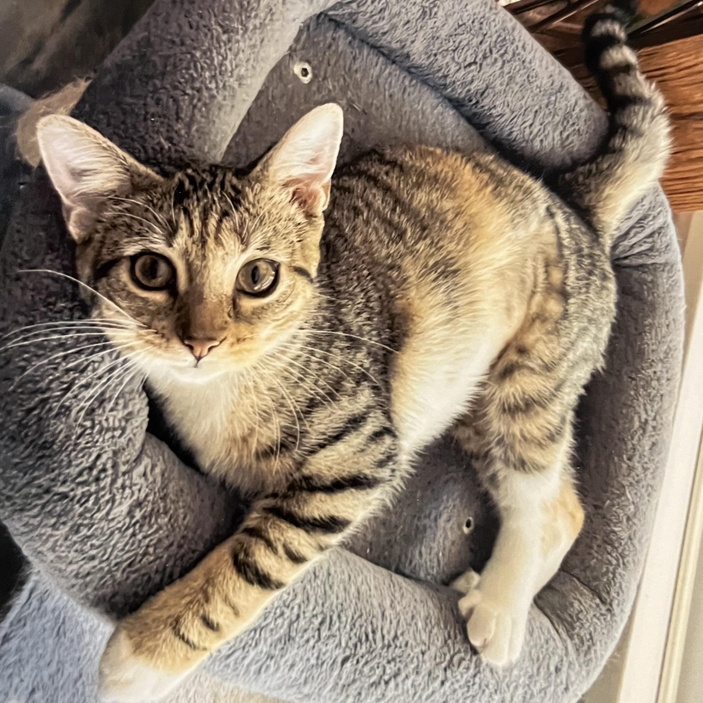 Misty, Adoptable, Young Female Tabby & Domestic Short Hair.