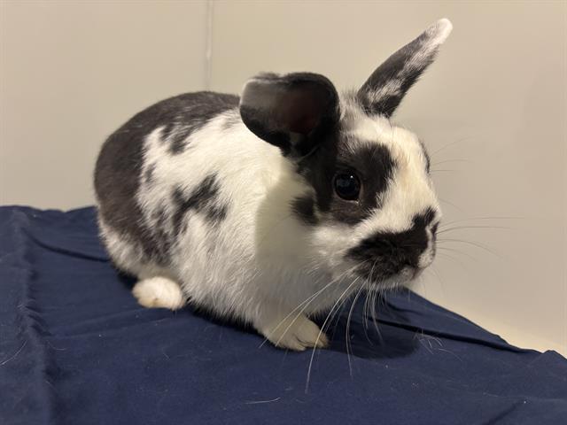 JUDE, Adoptable, Young Male Bunny Rabbit.