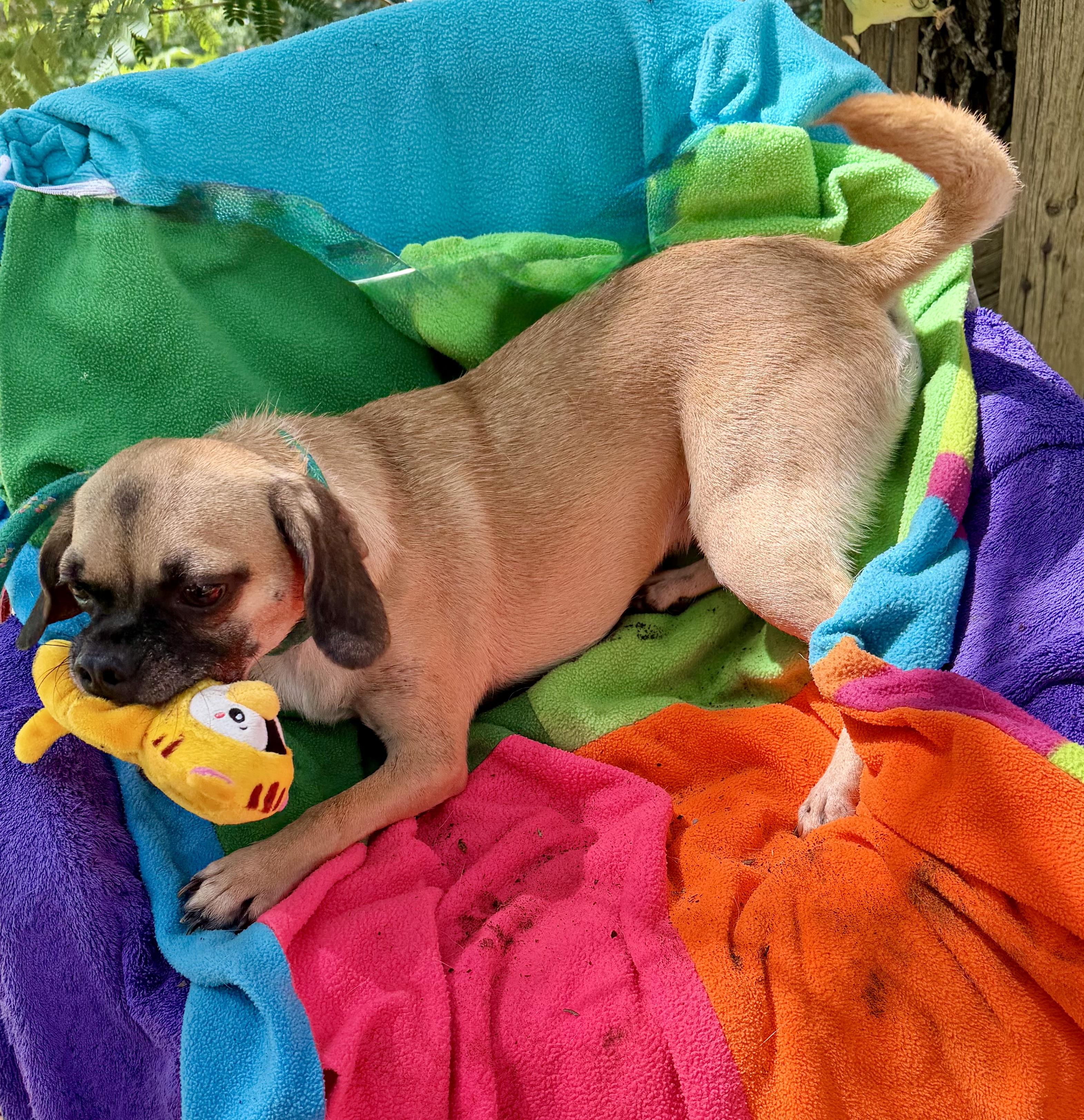 Enlarge Valente OR14281-T, a Adoptable mixed breed in Beaverton, OR image 5/6