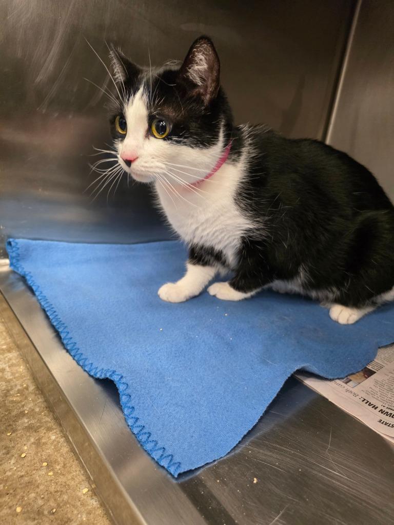 Sweeney, Adoptable, Adult Female Domestic Short Hair.