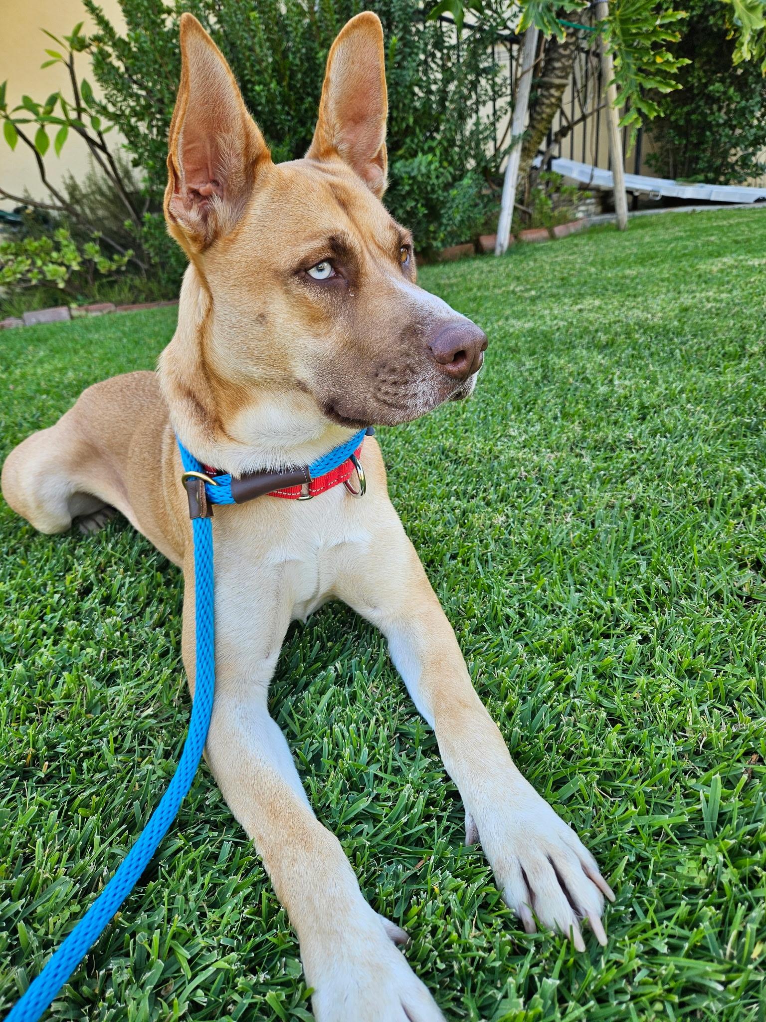 Flower, a Adoptable Shepherd in Tarzana, CA image 2/5