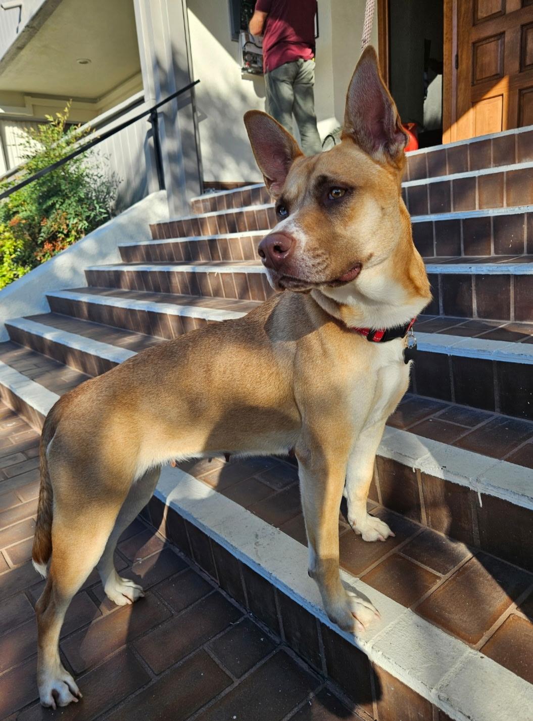 Flower, a Adoptable Shepherd in Tarzana, CA image 3/5