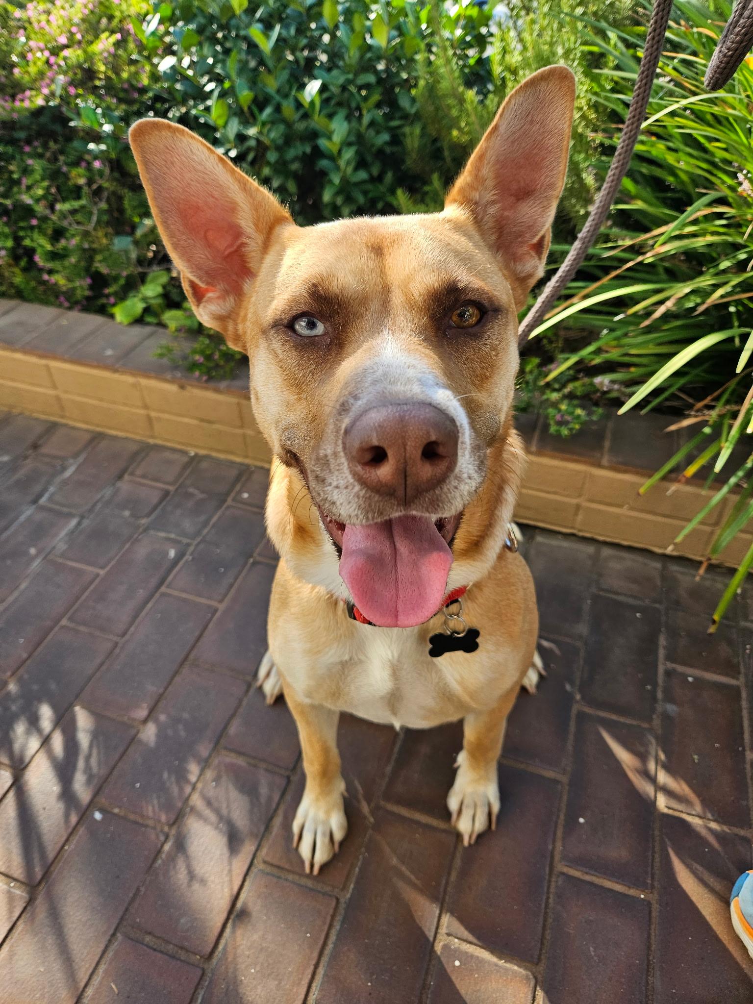 Flower, a Adoptable Shepherd in Tarzana, CA image 4/5
