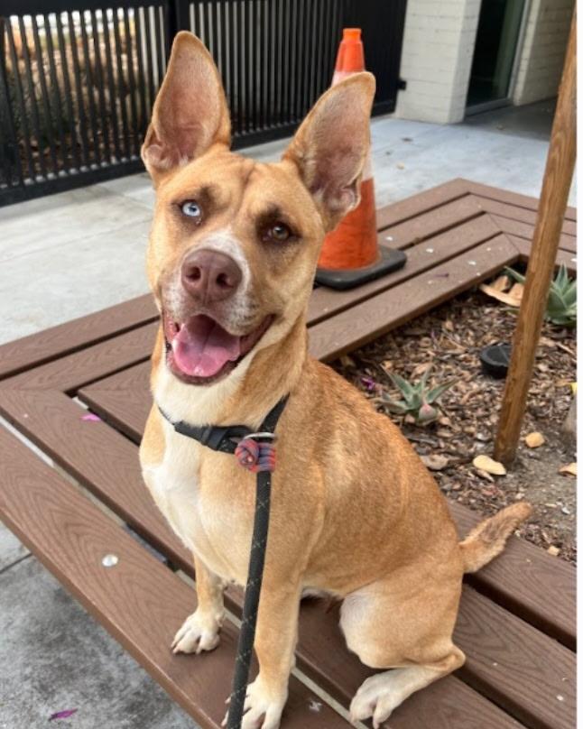 Flower, Adoptable, Young Female Shepherd.