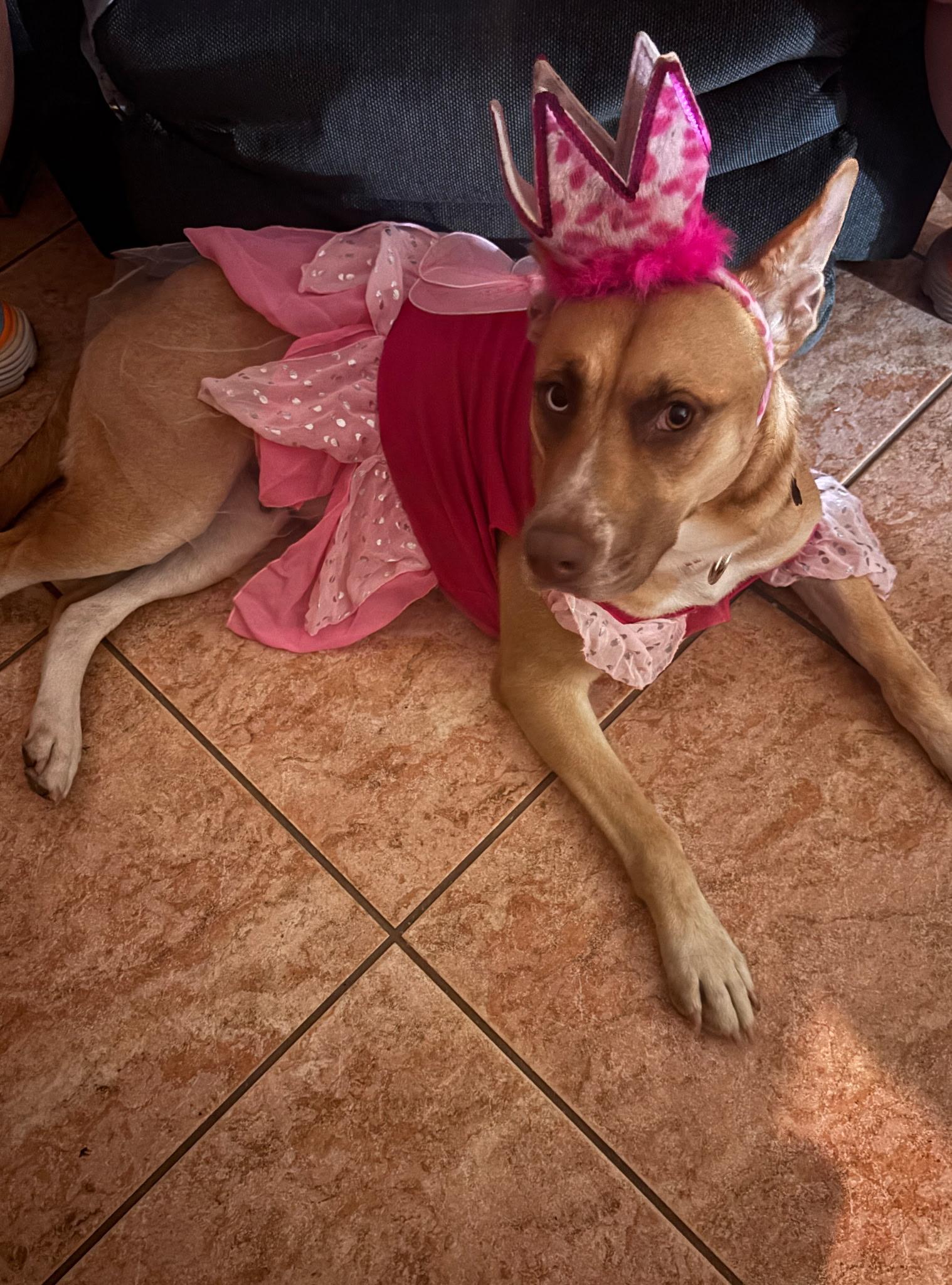 Flower, a Adoptable Shepherd in Tarzana, CA image 5/5