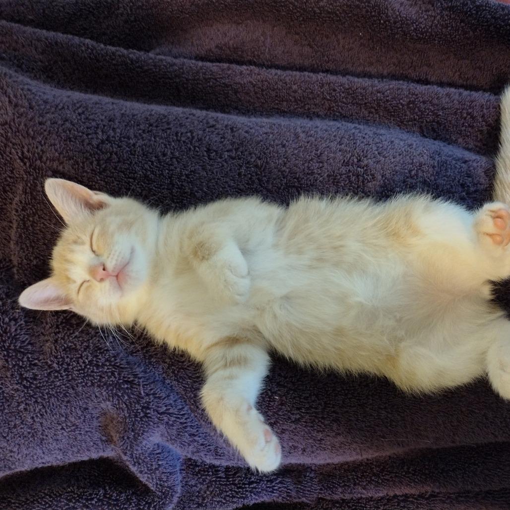 Enlarge Sundae C12461, a Adoptable mixed breed in Elk River, MN image 1/3