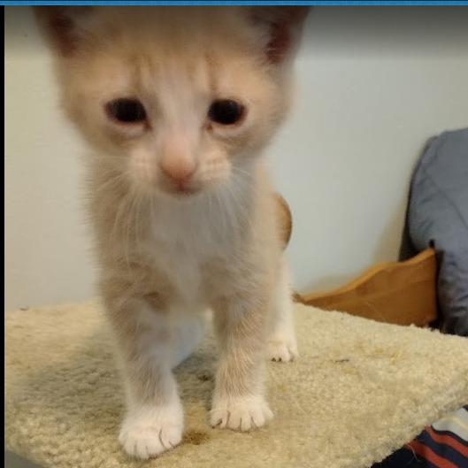 Sundae C12461, Adoptable, Kitten Female Domestic Short Hair & Domestic Short Hair.