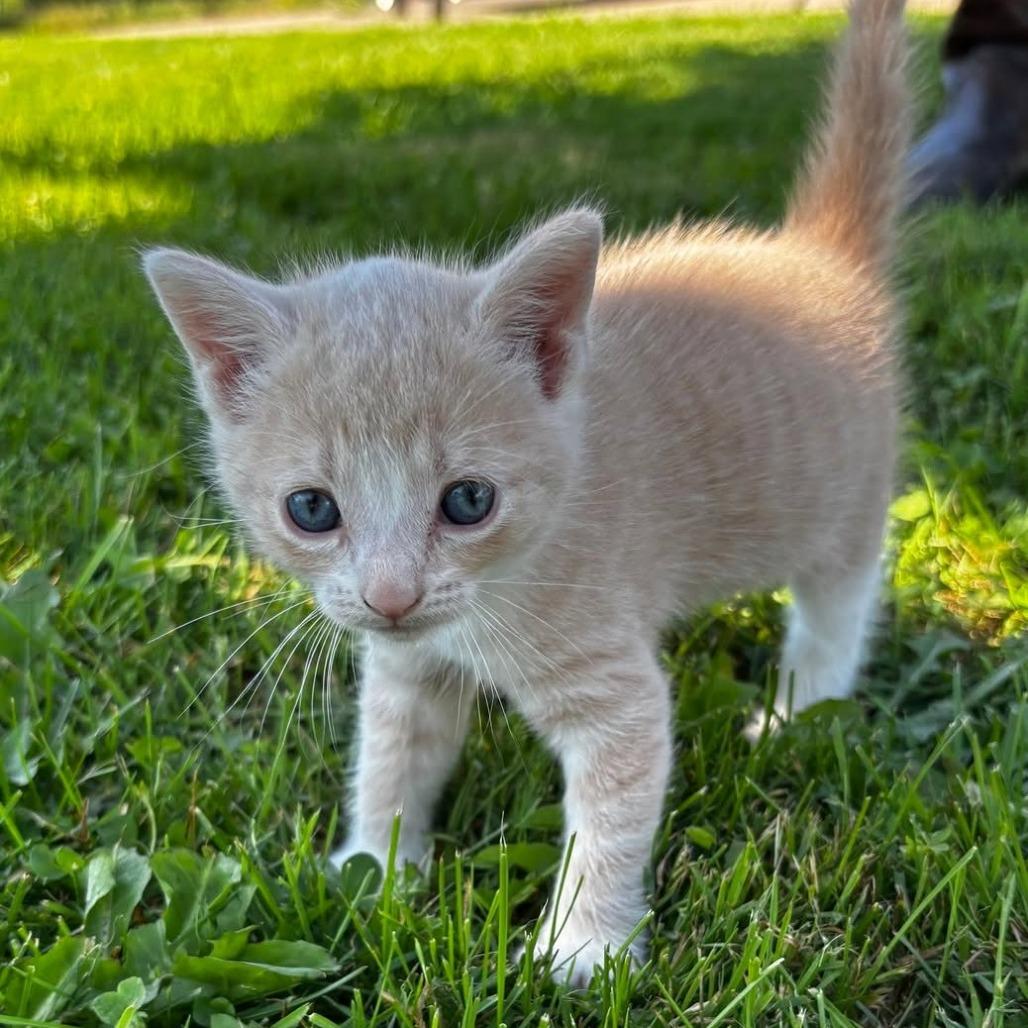 Enlarge Sundae C12461, a Adoptable mixed breed in Elk River, MN image 3/3