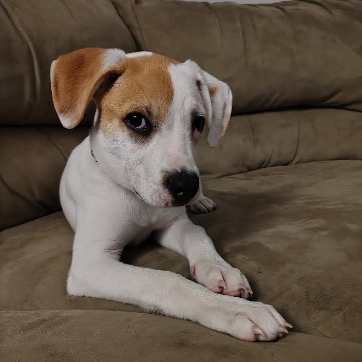 Jackson, Adoptable, Young Male Mixed Breed.