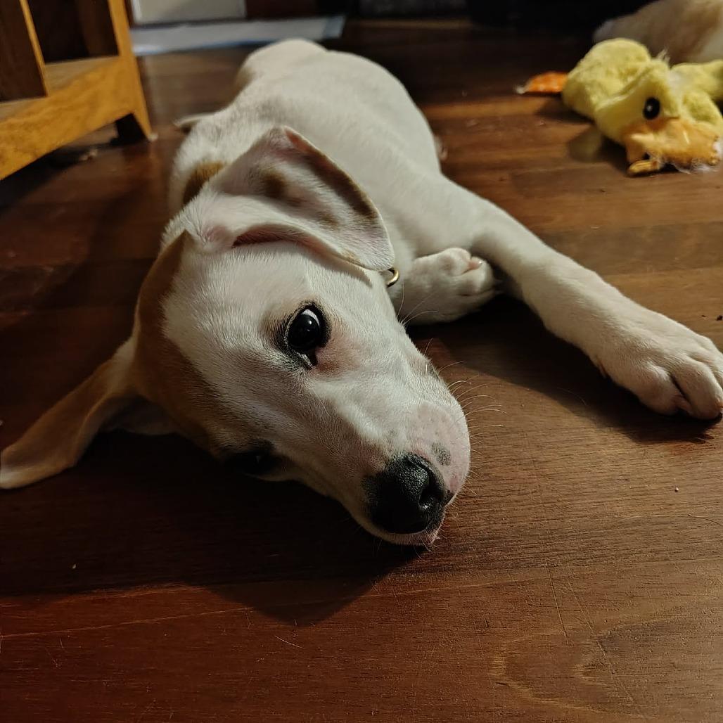 Enlarge Jackson, a Adoptable Mixed Breed in Alma, WI image 2/6