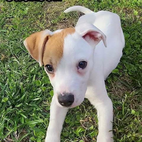Enlarge Jackson, a Adoptable Mixed Breed in Alma, WI image 3/6
