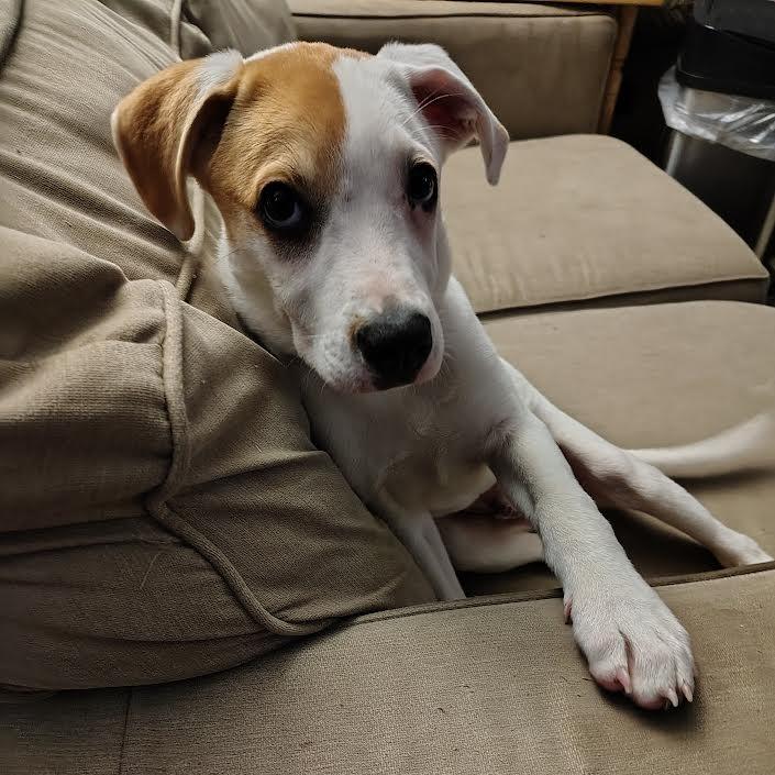 Enlarge Jackson, a Adoptable Mixed Breed in Alma, WI image 4/6