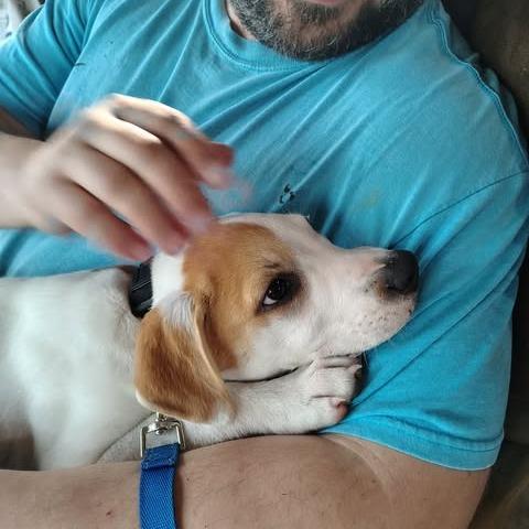 Enlarge Jackson, a Adoptable Mixed Breed in Alma, WI image 5/6