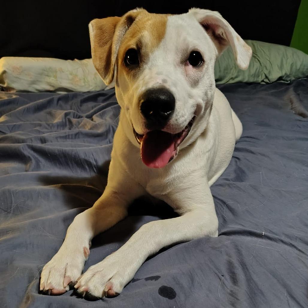 Enlarge Jackson, a Adoptable Mixed Breed in Alma, WI image 6/6