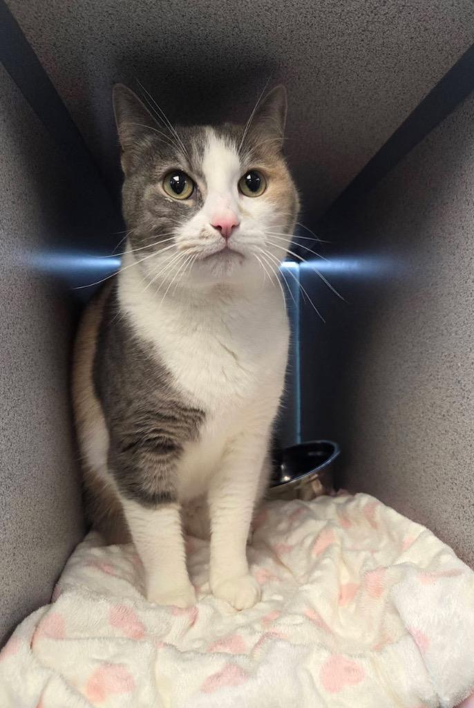 Princess, a Adopted Calico in Liverpool, NY image 1/3