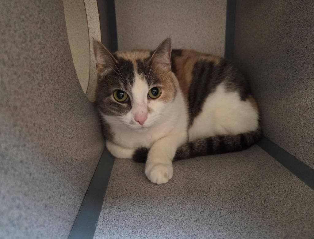 Princess, a Adopted Calico in Liverpool, NY image 2/3