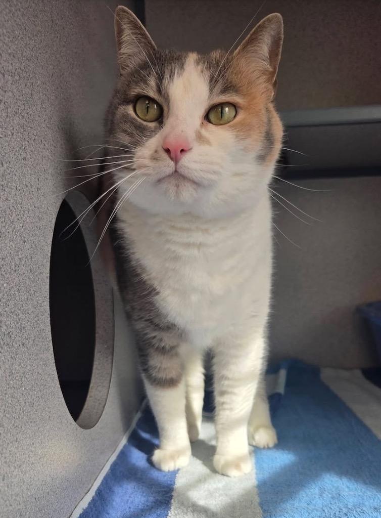 Princess, a Adopted Calico in Liverpool, NY image 3/3