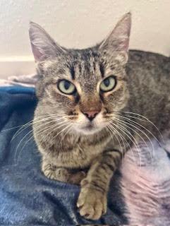 Enlarge Marion - CCC, a Adoptable mixed breed in San Luis Obispo, CA image 1/3