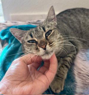 Enlarge Marion - CCC, a Adoptable mixed breed in San Luis Obispo, CA image 2/3