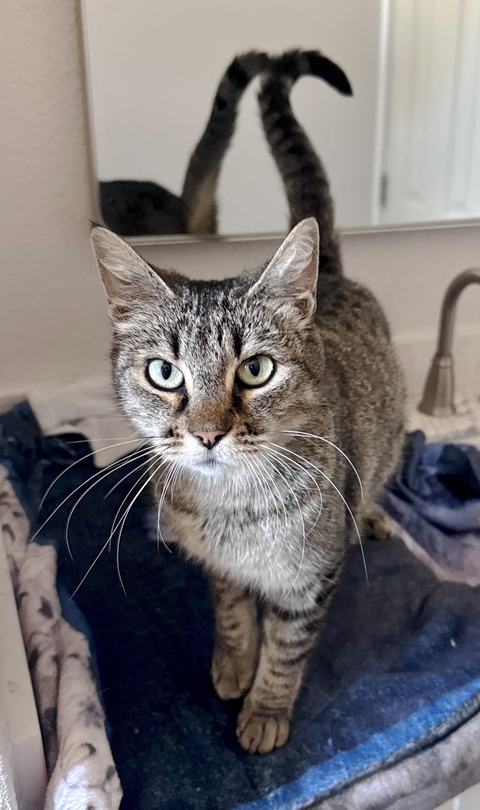 Enlarge Marion - CCC, a Adoptable mixed breed in San Luis Obispo, CA image 3/3