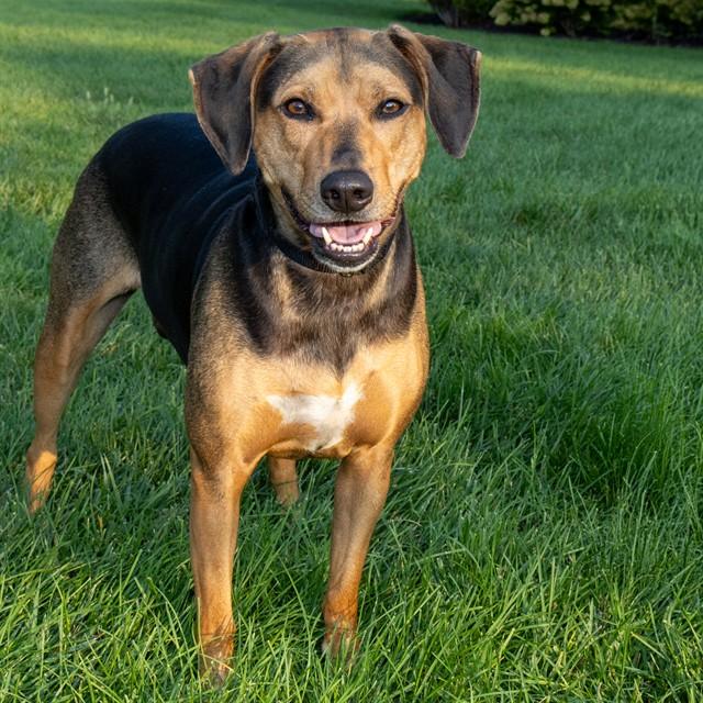 RILEY, Adoptable, Adult Female Black and Tan Coonhound & Mixed Breed.