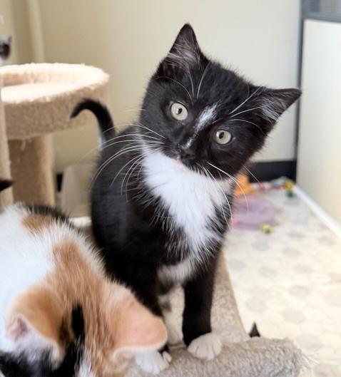 Sawyer, a ADOPTABLE Domestic Short Hair in Frederick, MD image 1/4