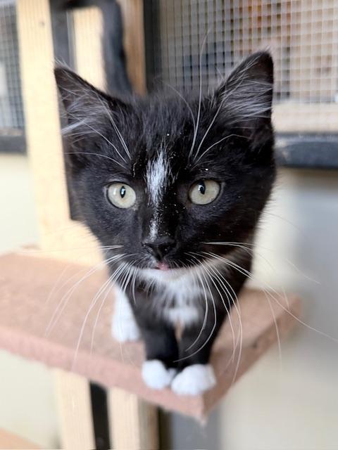 Sawyer, a ADOPTABLE Domestic Short Hair in Frederick, MD image 2/4