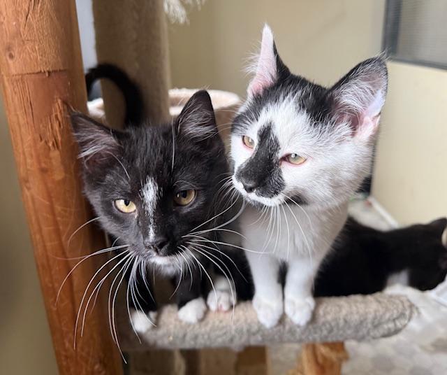 Sawyer, a ADOPTABLE Domestic Short Hair in Frederick, MD image 3/4