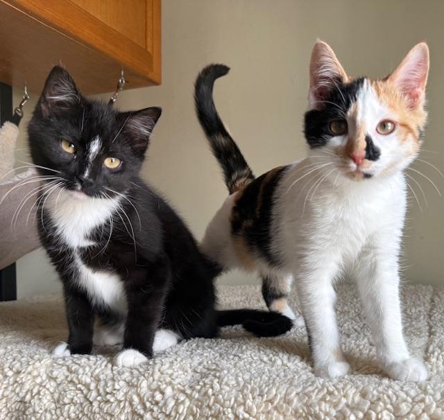 Sawyer, a ADOPTABLE Domestic Short Hair in Frederick, MD image 4/4