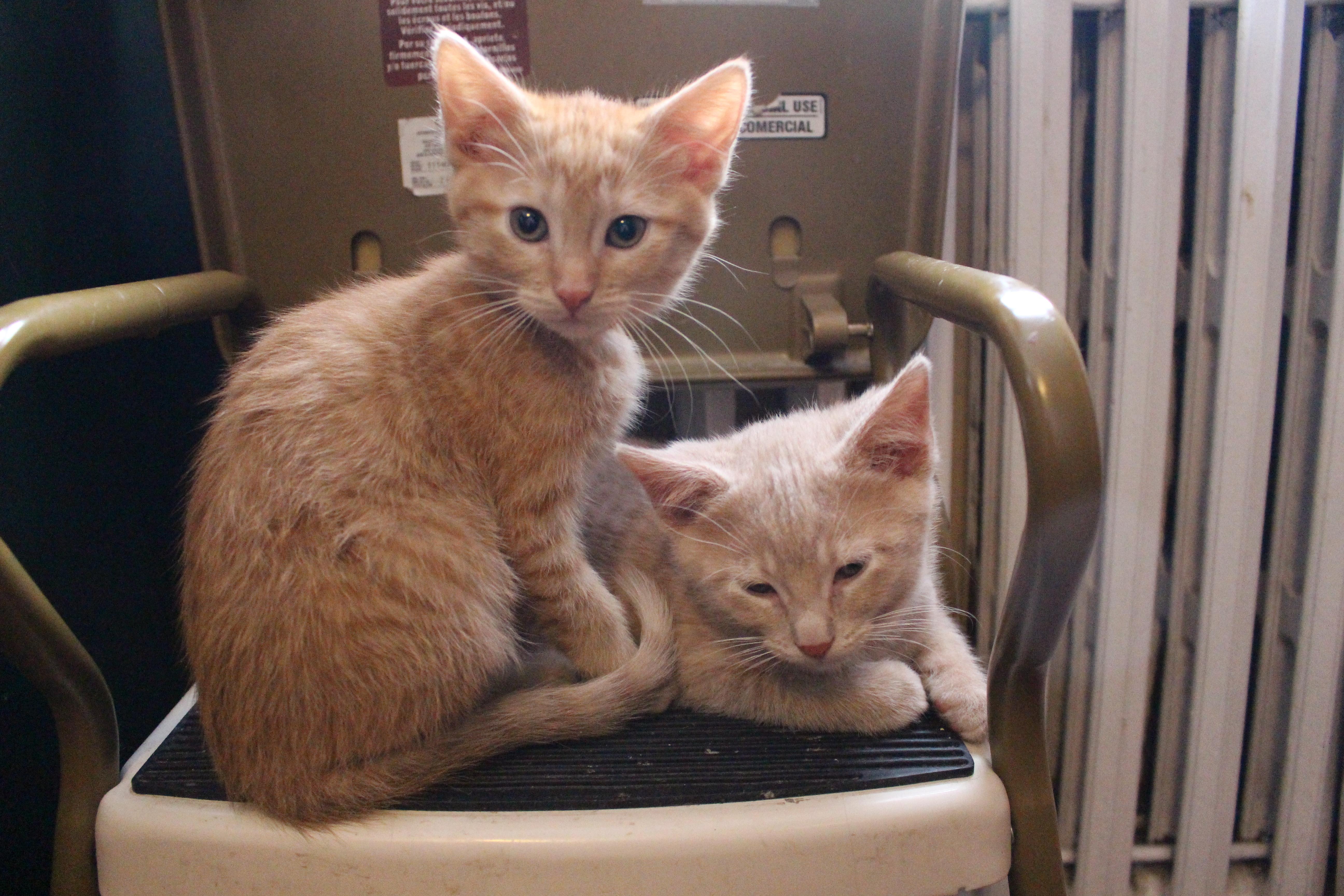 Enlarge Noug-Cat, an adopted Domestic Short Hair in Elgin, IL image 3/6