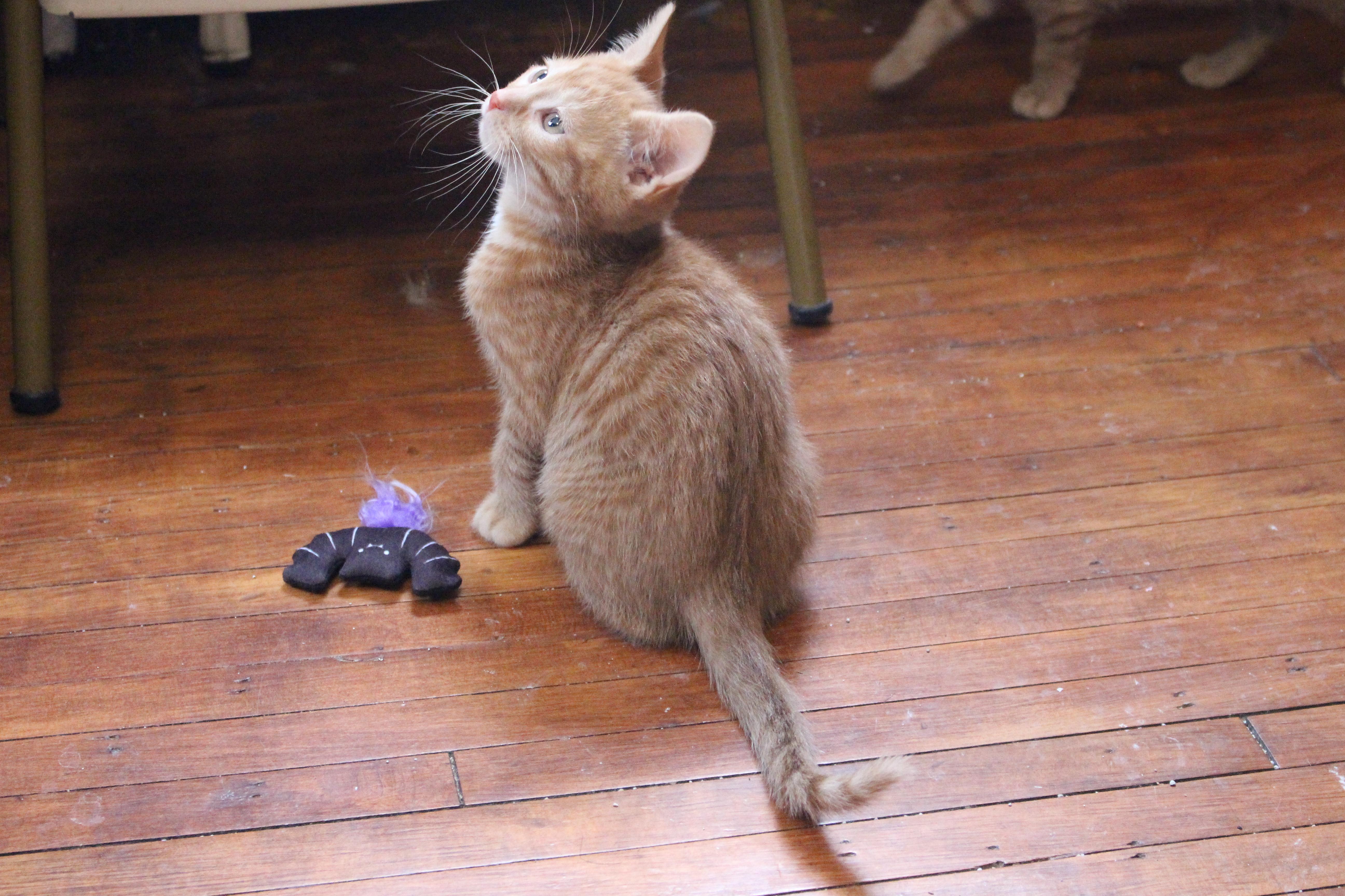 Enlarge Noug-Cat, an adopted Domestic Short Hair in Elgin, IL image 2/6