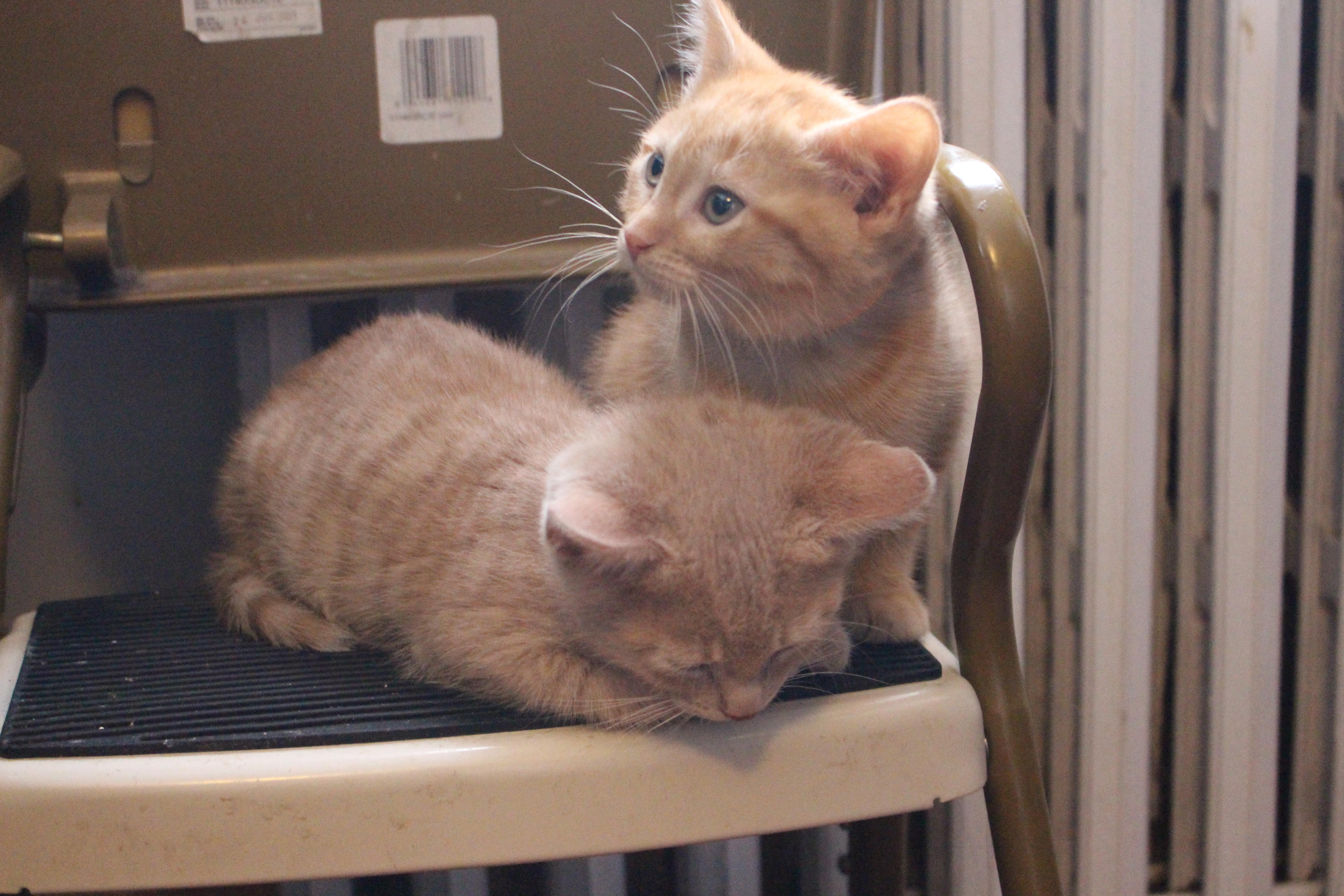 Enlarge Noug-Cat, an adopted Domestic Short Hair in Elgin, IL image 5/6