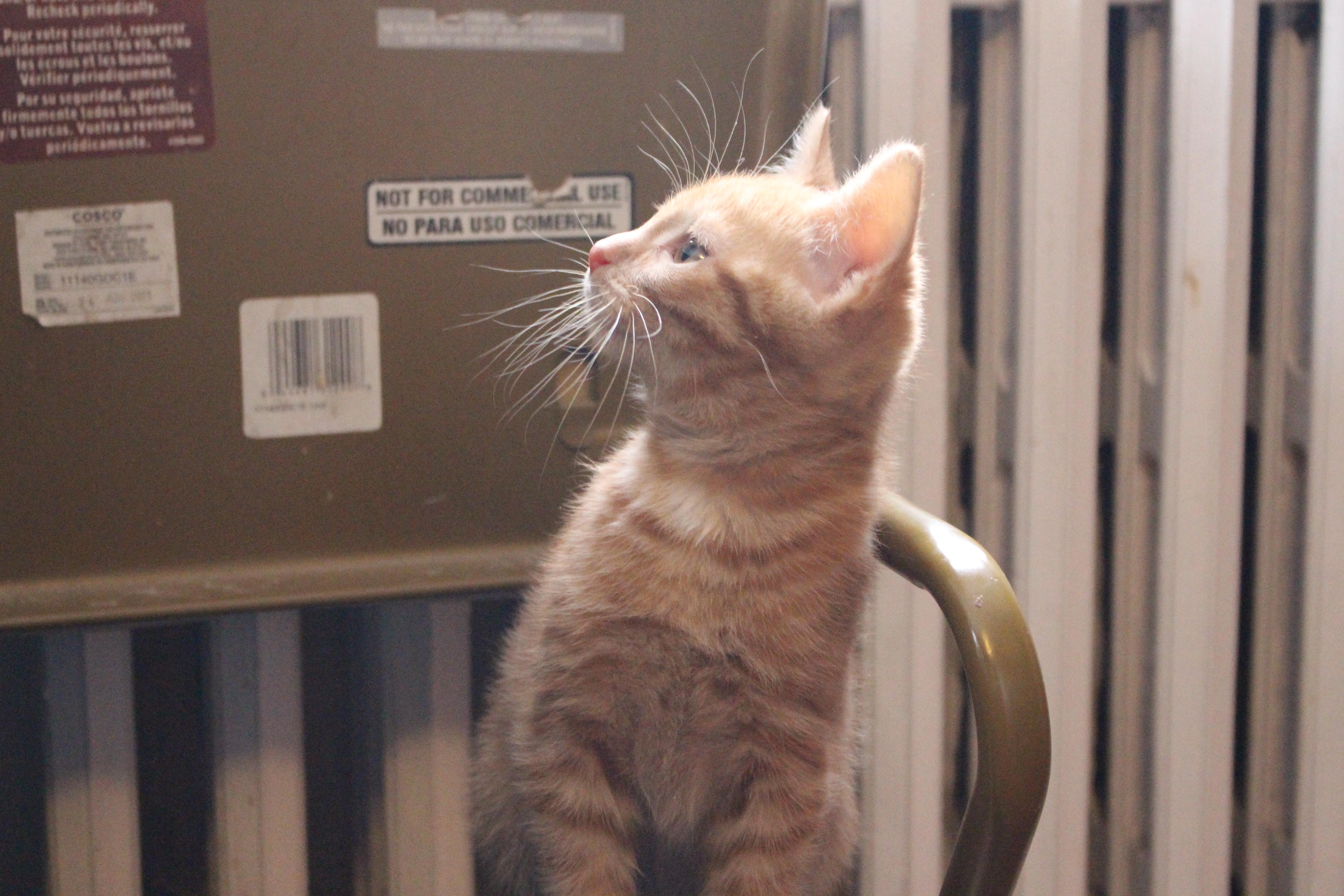 Enlarge Noug-Cat, an adopted Domestic Short Hair in Elgin, IL image 1/6