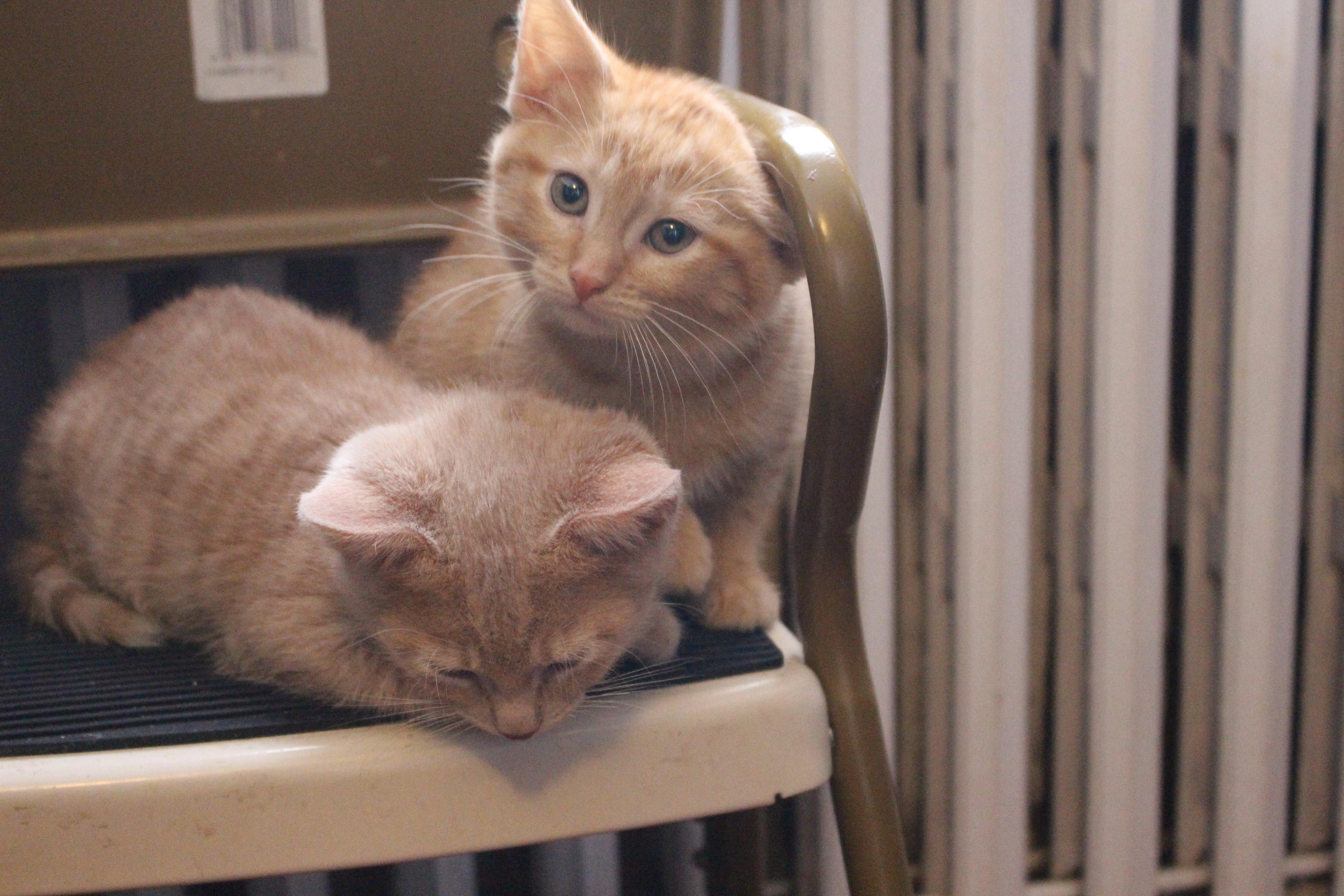 Enlarge Noug-Cat, an adopted Domestic Short Hair in Elgin, IL image 4/6