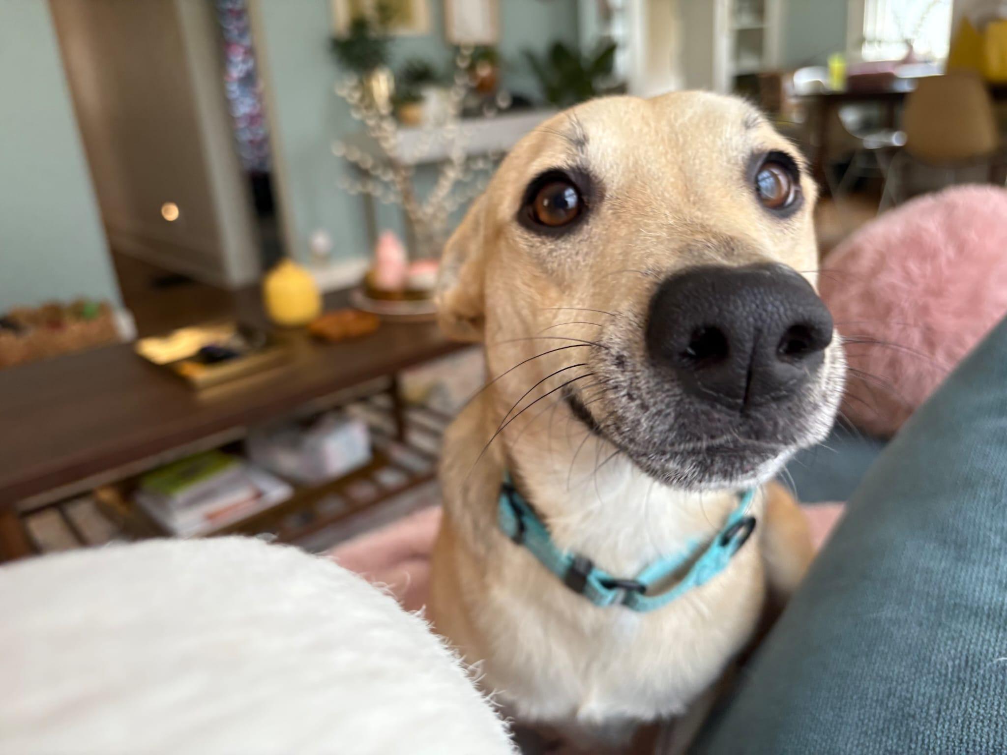 Enlarge Panchito, a ADOPTABLE mixed breed in tigard, OR image 2/4