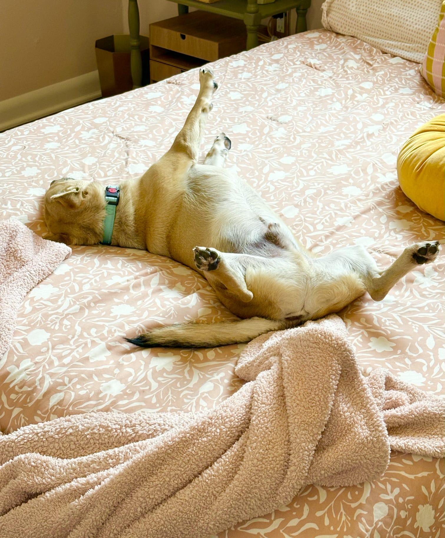 Enlarge Panchito, a ADOPTABLE mixed breed in tigard, OR image 4/4