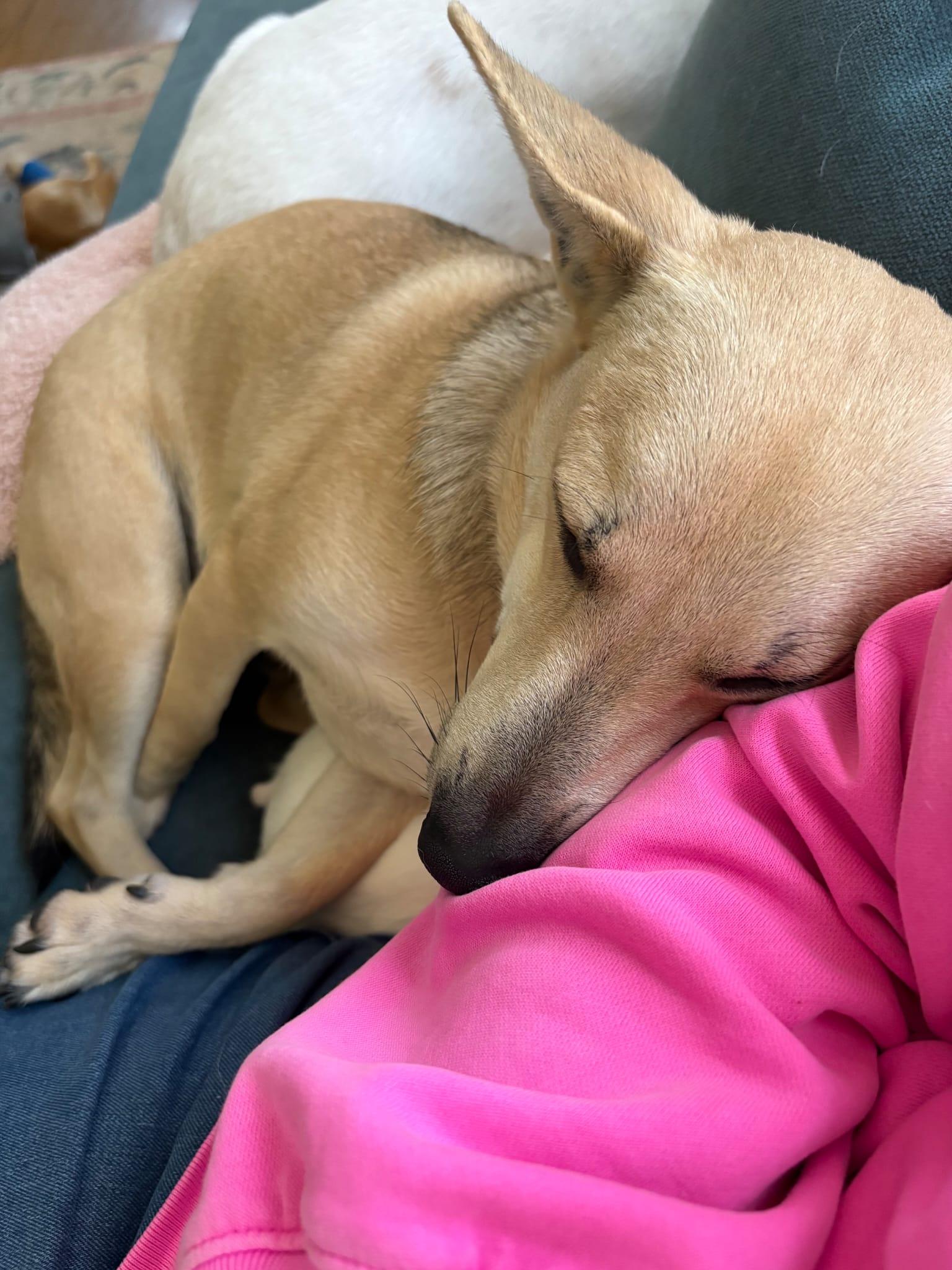 Enlarge Panchito, a ADOPTABLE mixed breed in tigard, OR image 3/4