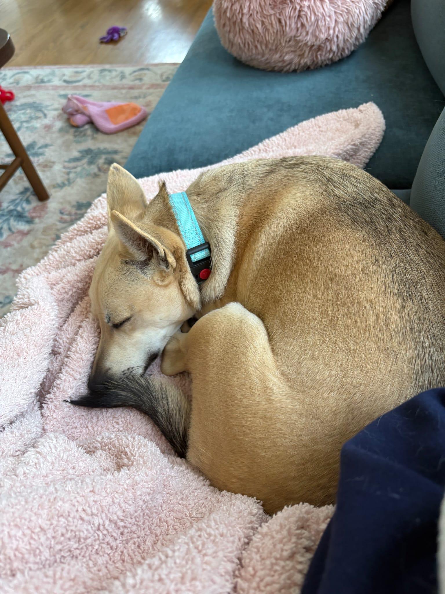 Panchito, ADOPTABLE, Young Male Chihuahua & Mixed Breed.