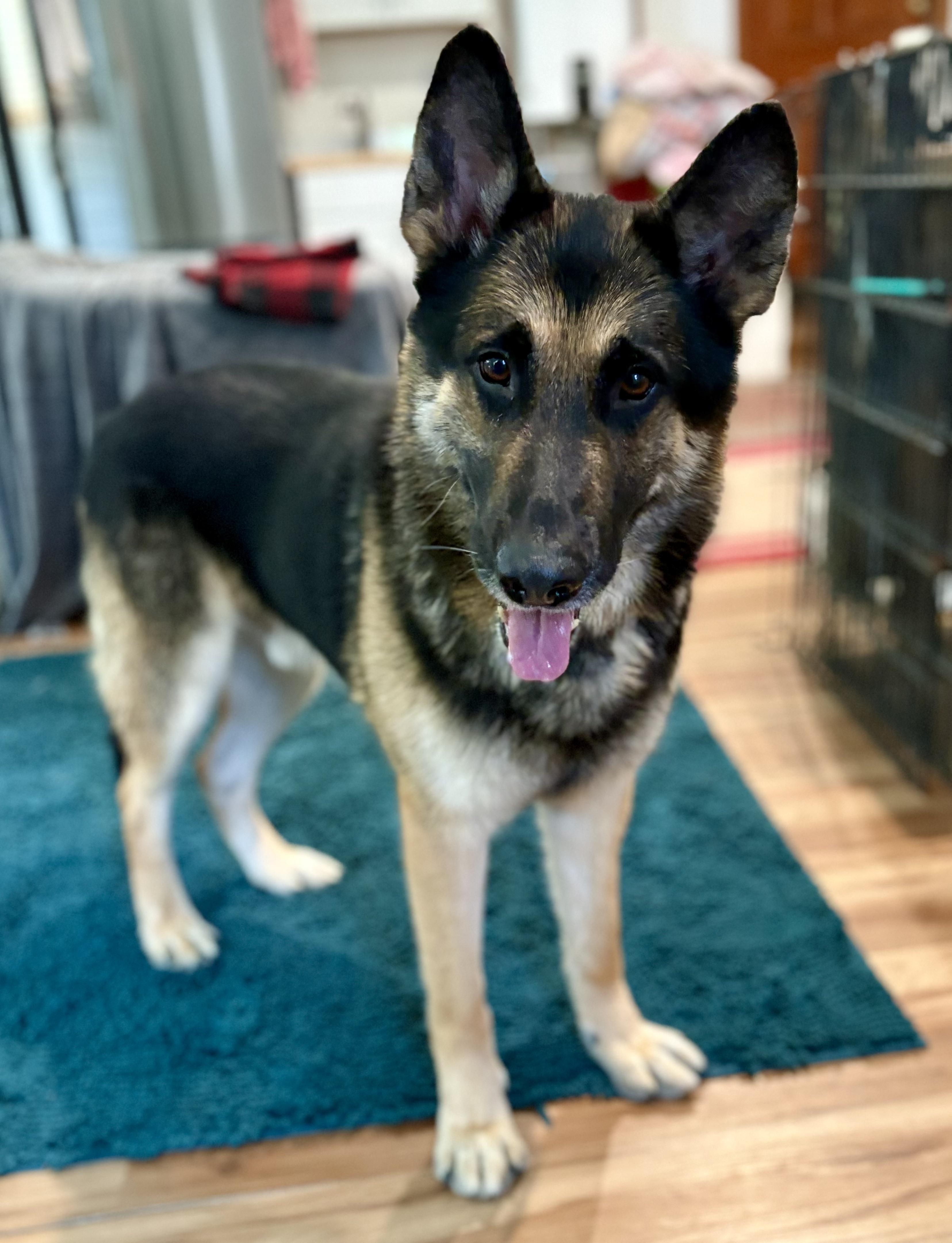Enlarge Duke, a ADOPTABLE German Shepherd Dog in Petaluma, CA image 3/3