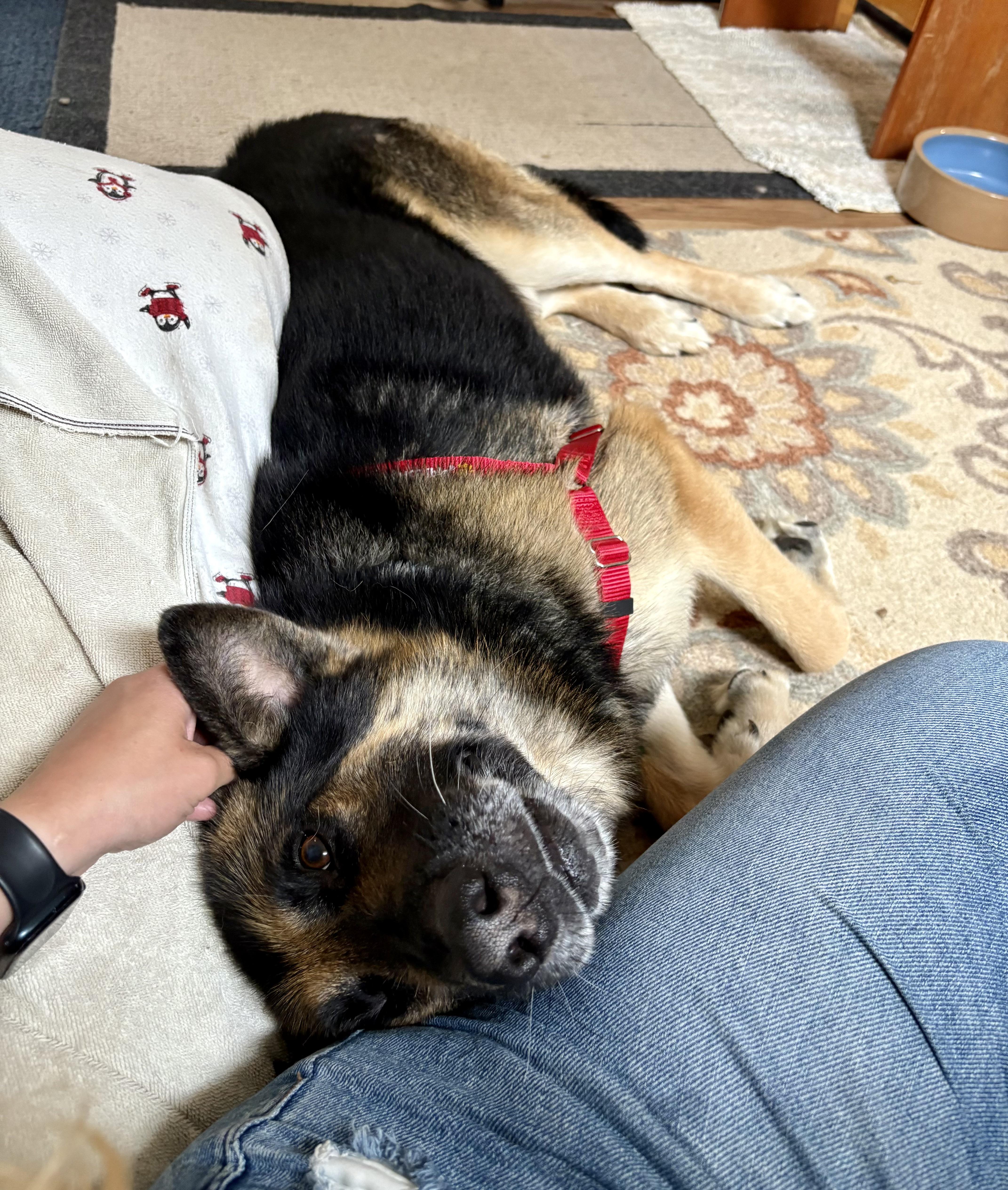Enlarge Duke, a ADOPTABLE German Shepherd Dog in Petaluma, CA image 2/3