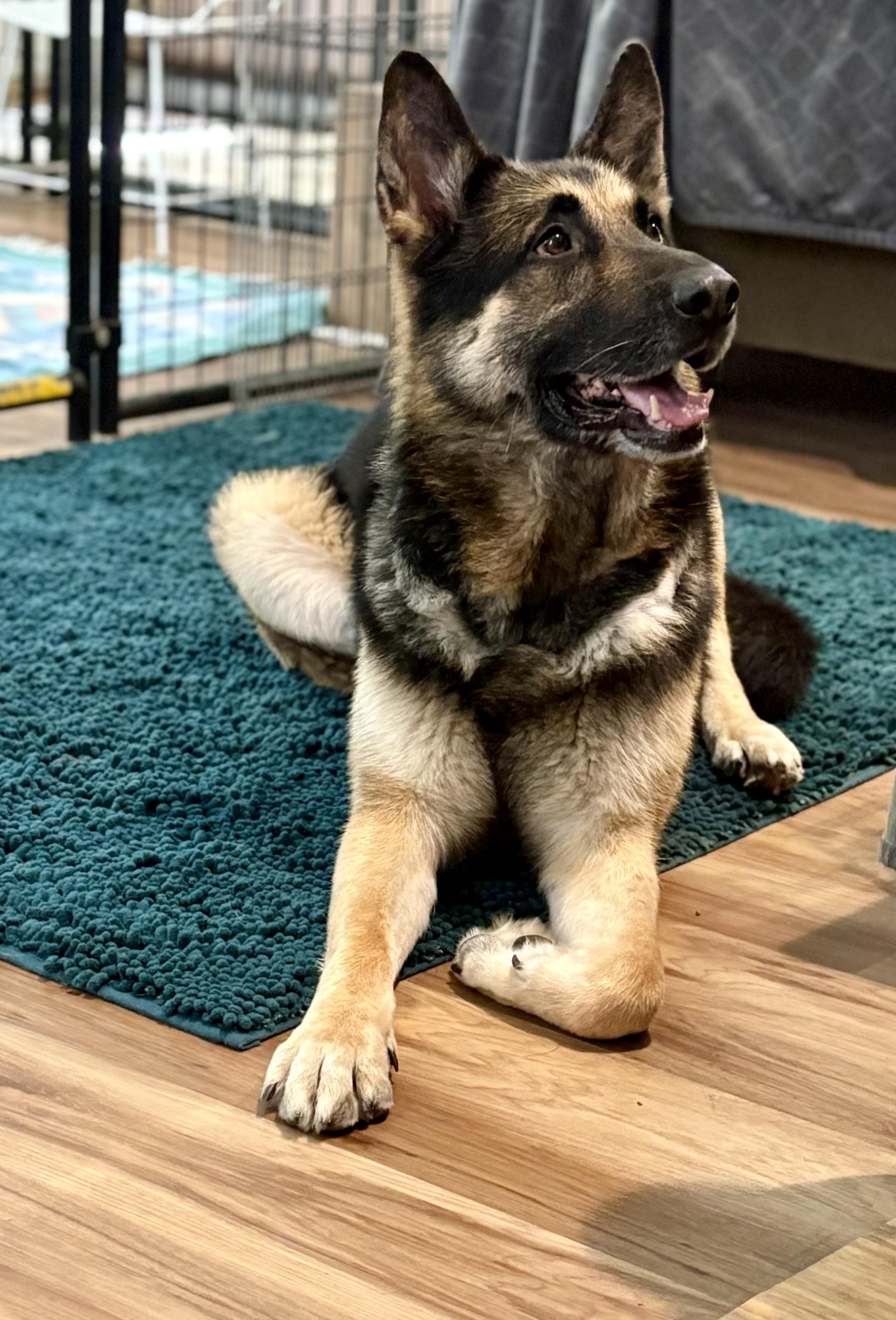 Enlarge Duke, a ADOPTABLE German Shepherd Dog in Petaluma, CA image 1/3