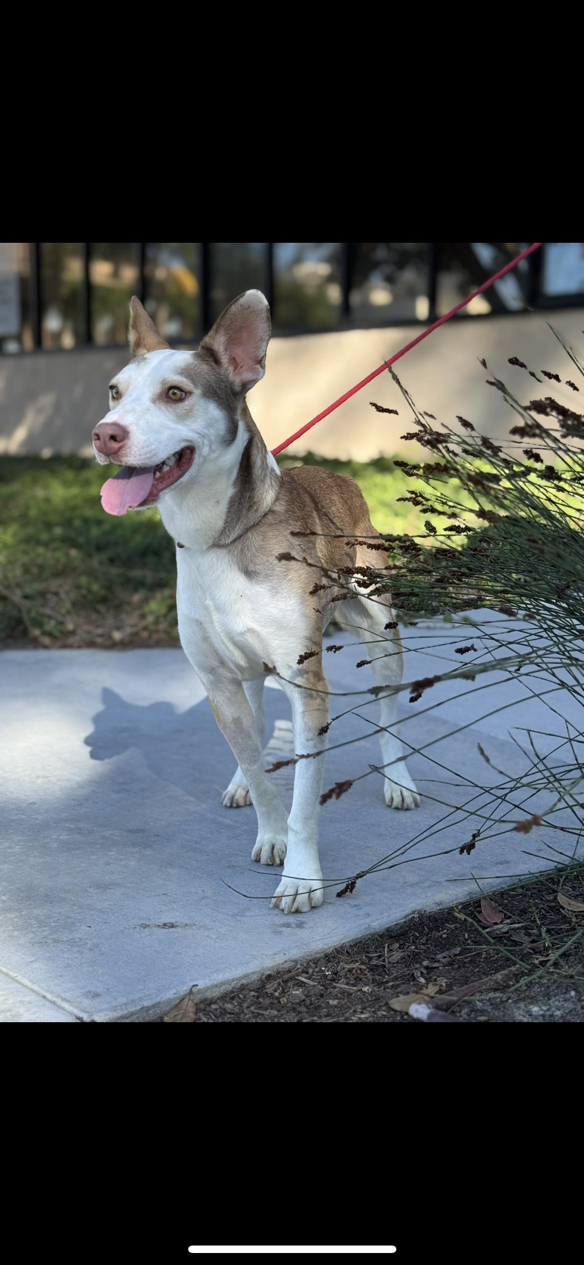 Enlarge River, a ADOPTABLE mixed breed in Hamden, CT image 3/5