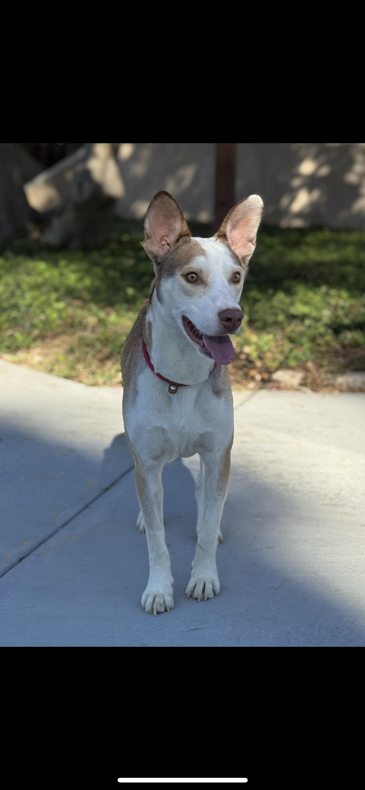 Enlarge River, a ADOPTABLE mixed breed in Hamden, CT image 2/5