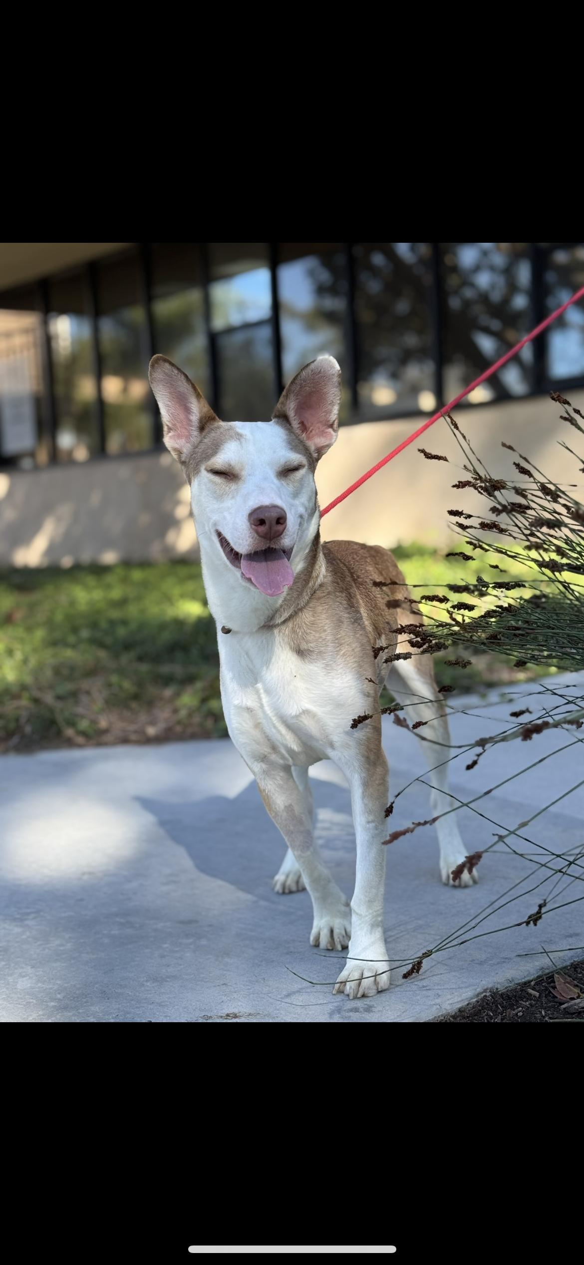 Enlarge River, a ADOPTABLE mixed breed in Hamden, CT image 4/5