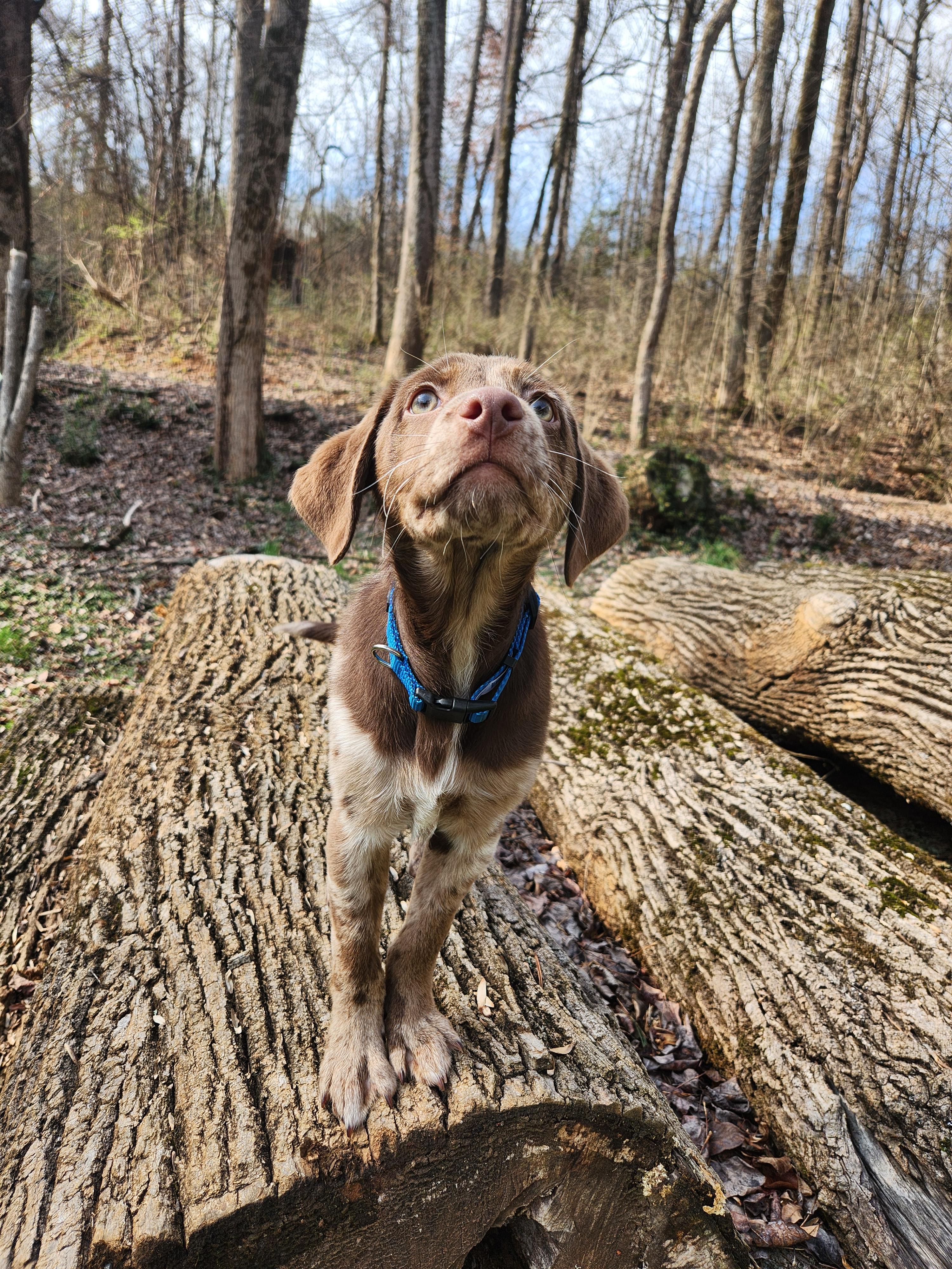 Ababa Zaba, Adopted, Young Male Labrador Retriever & Australian Shepherd.