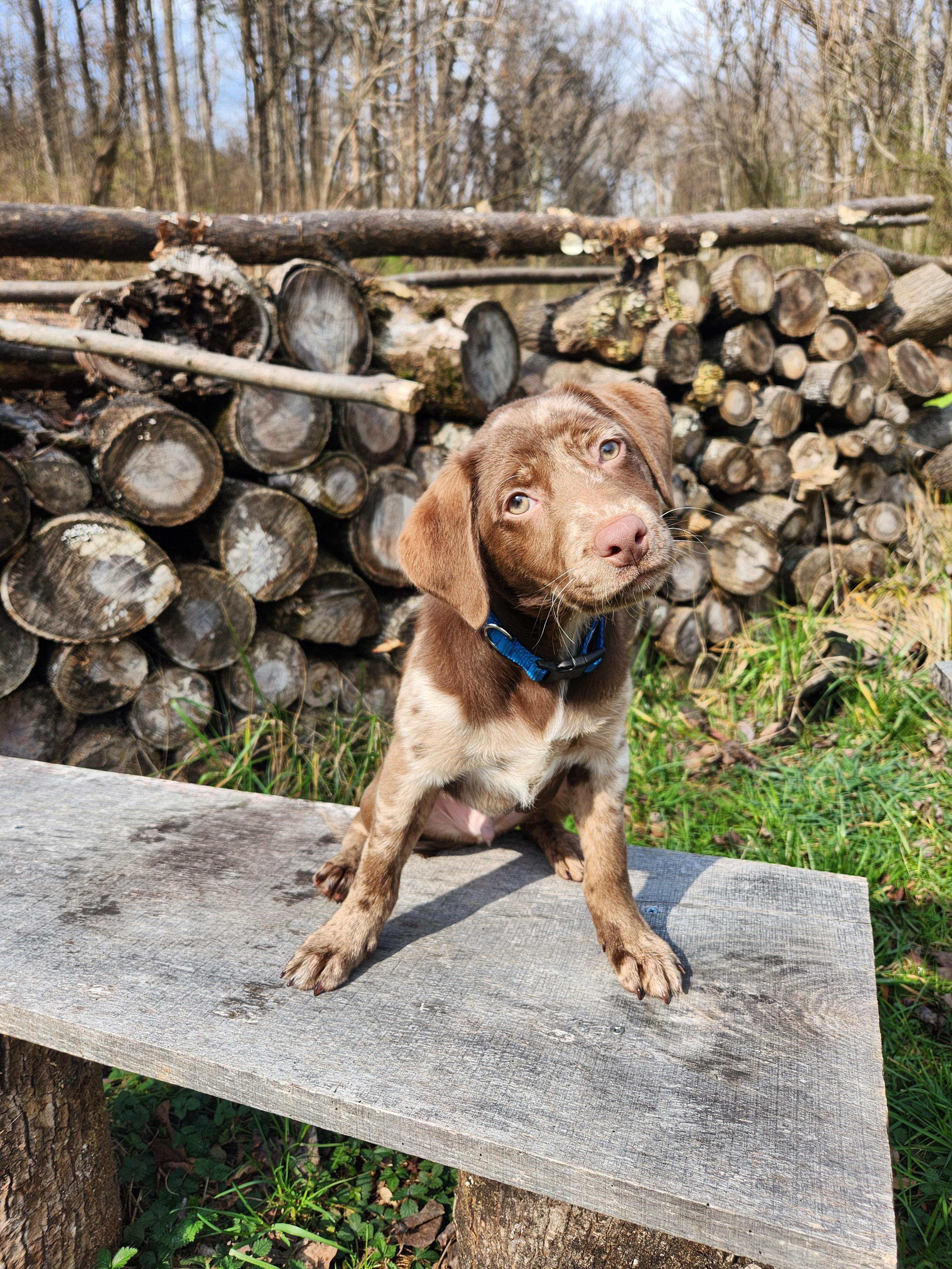 Enlarge Ababa Zaba, a Adopted mixed breed in Knoxville, TN image 2/6