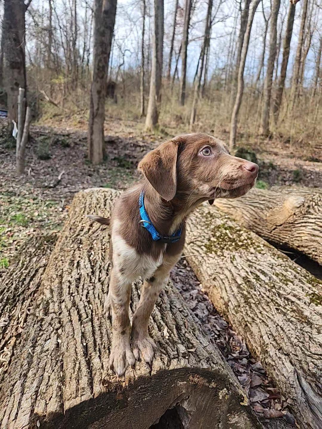 Enlarge Ababa Zaba, a Adopted mixed breed in Knoxville, TN image 3/6