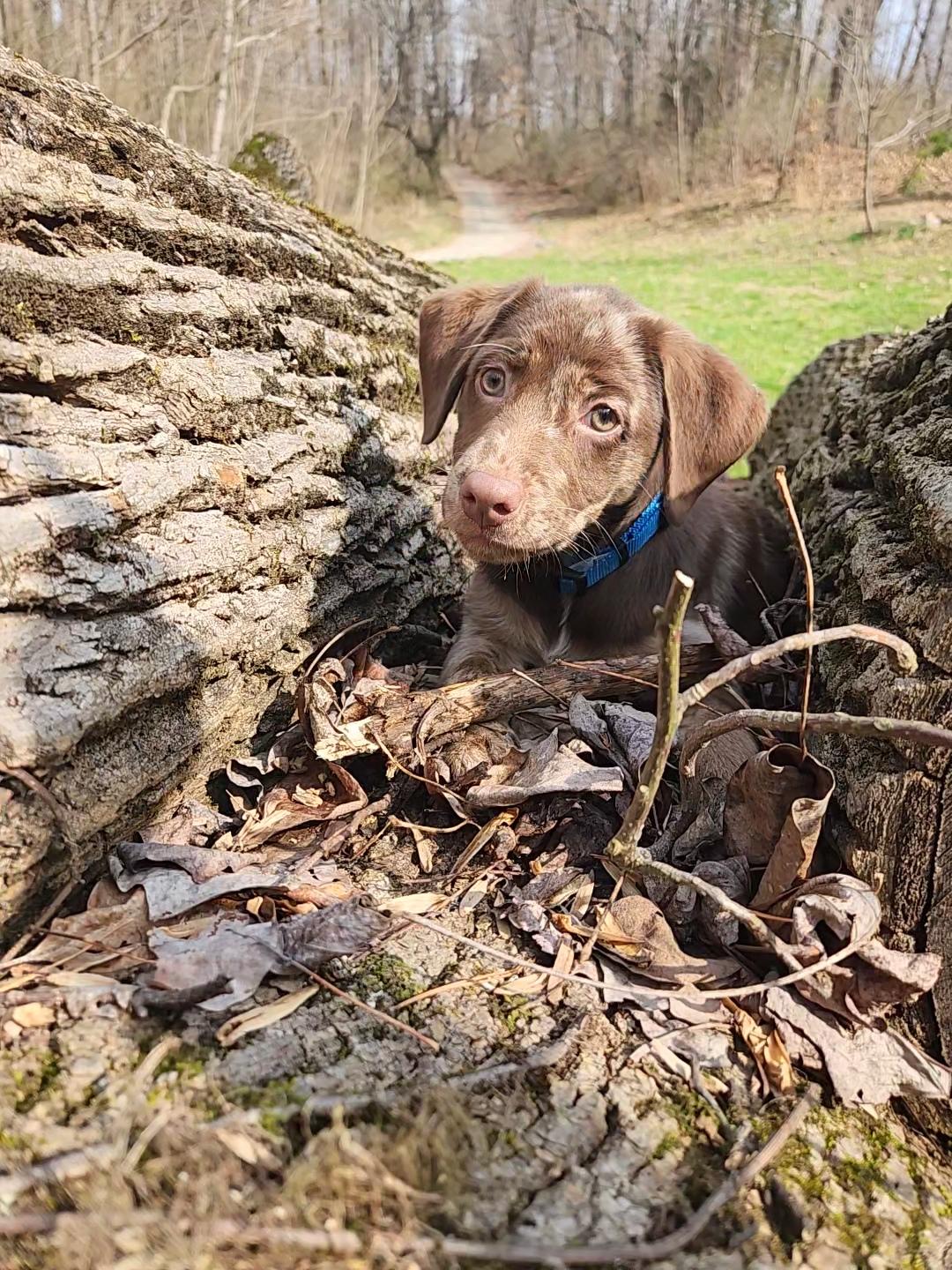 Enlarge Ababa Zaba, a Adopted mixed breed in Knoxville, TN image 4/6